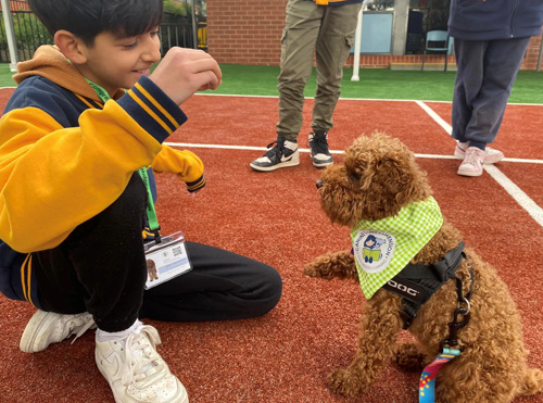 Let's Discuss the Benefits of Therapy Dogs in Schools