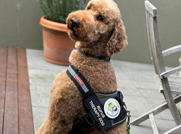 Photo of a poodle with a therapy dog harness