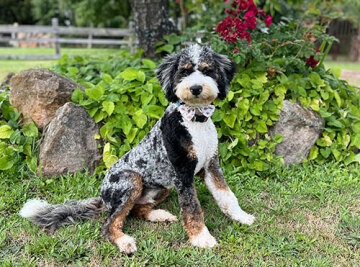 Puppy sitting in a garden looking at the camera