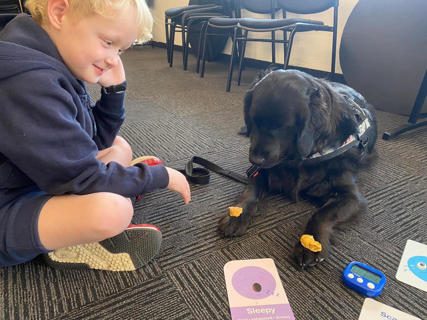 Canine Comprehension: Dog Assisted Learning Melbourne