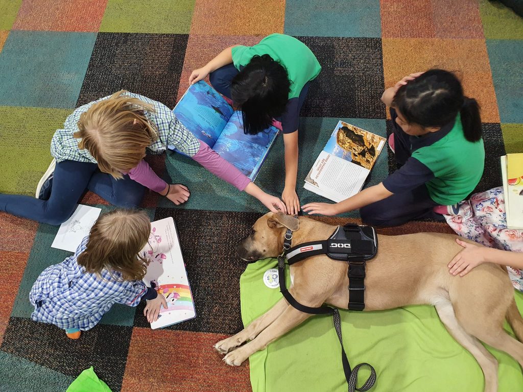 Canine Comprehension: Dog Assisted Learning Melbourne