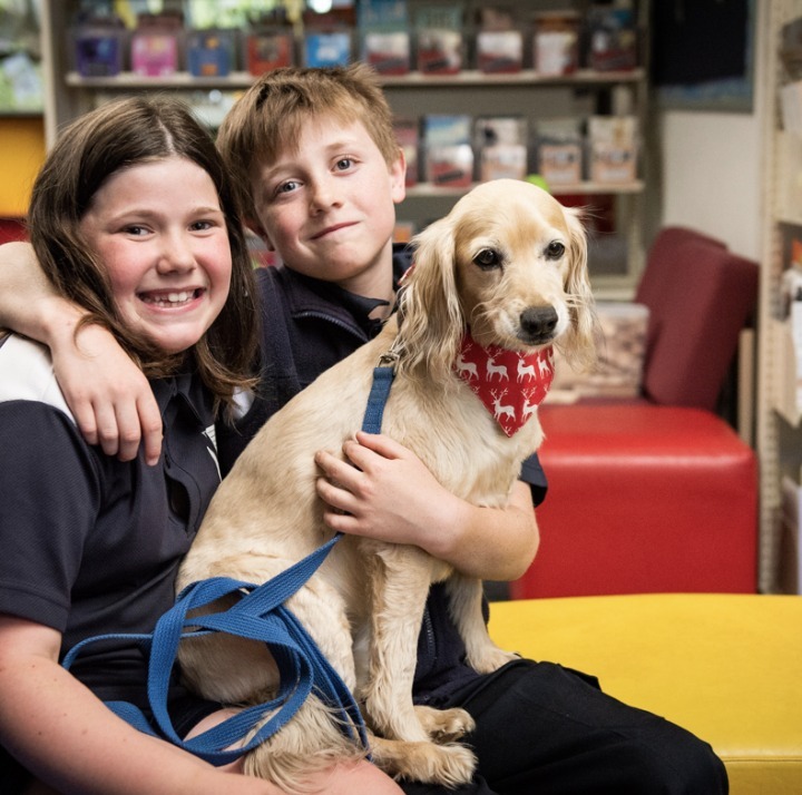 Canine Comprehension: Dog Assisted Learning Melbourne