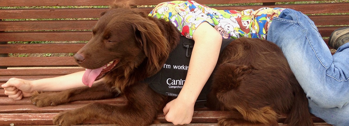 Canine Comprehension: Dog Assisted Learning Melbourne