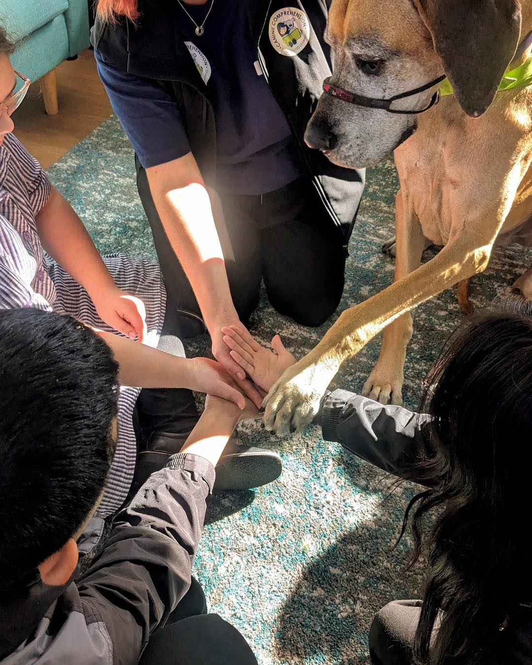 Canine Comprehension: Dog Assisted Learning Melbourne hands in a circle