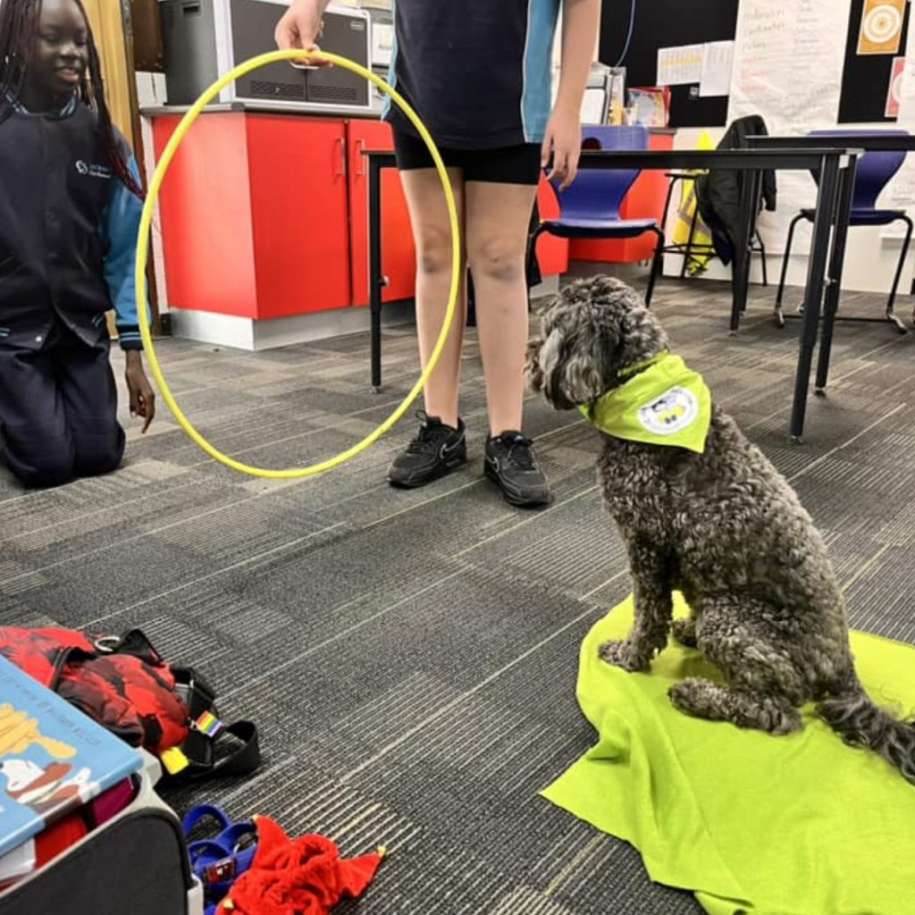 Canine Comprehension: Dog Assisted Learning Melbourne