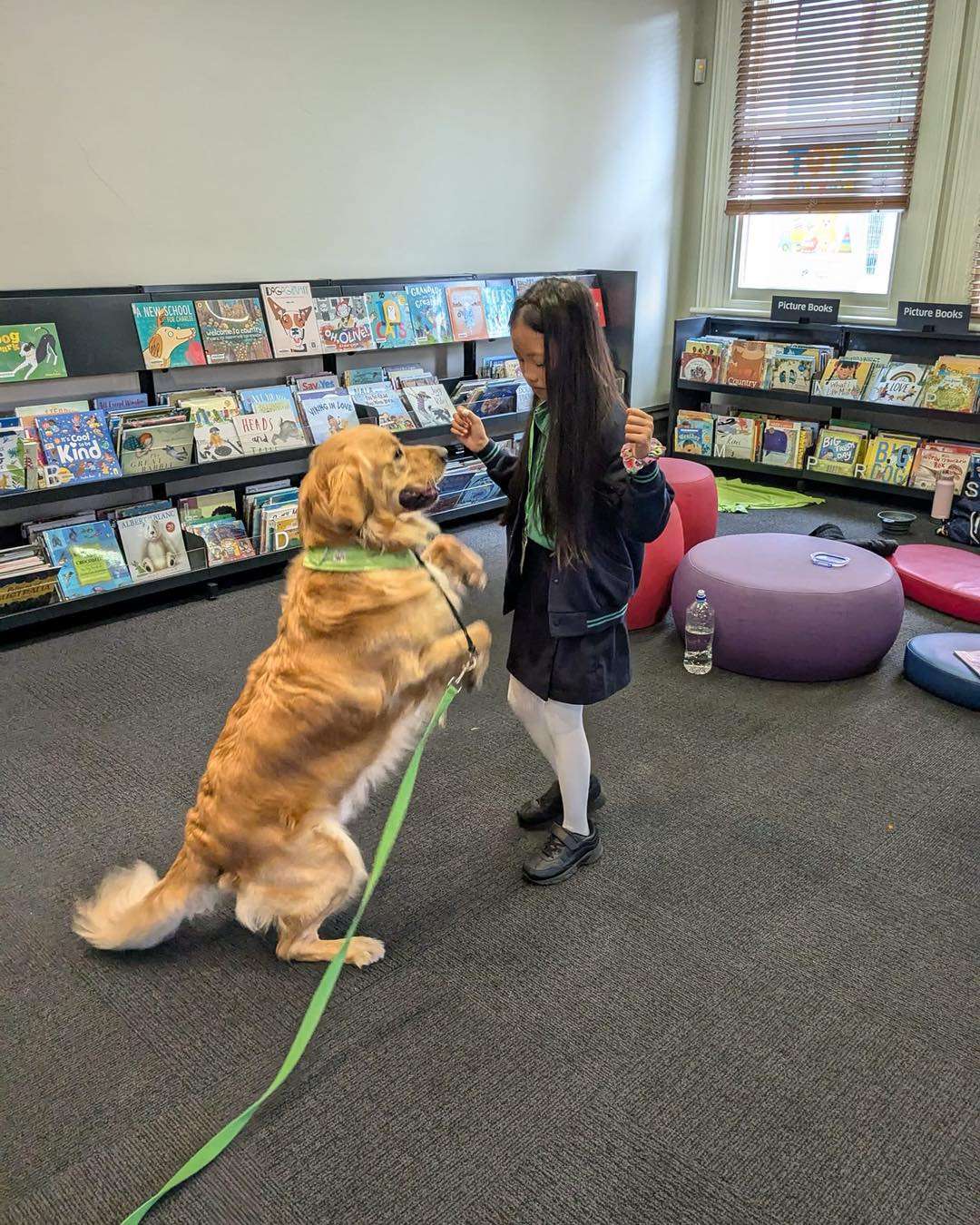 Dog Jumping up with student at Canine Comprehension