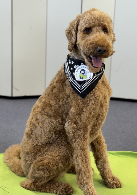 Canine Comprehension: Dog Assisted Learning Melbourne