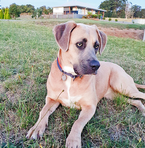 Canine Comprehension: Dog Assisted Learning Melbourne