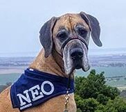 Canine Comprehension: Dog Assisted Learning Melbourne