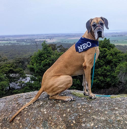 Canine Comprehension: Dog Assisted Learning Melbourne