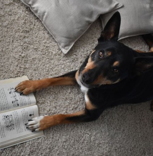 Canine Comprehension: Dog Assisted Learning Melbourne