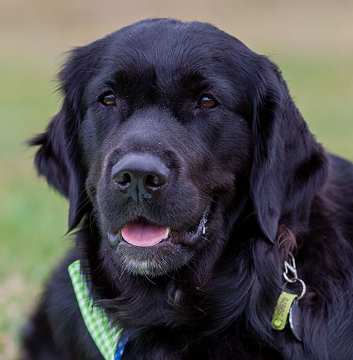 Canine Comprehension: Dog Assisted Learning Melbourne