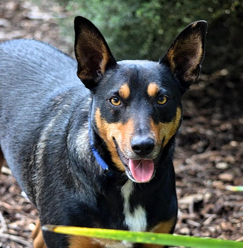 Canine Comprehension: Dog Assisted Learning Melbourne