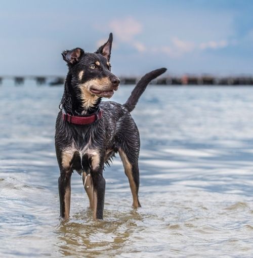 Canine Comprehension: Dog Assisted Learning Melbourne