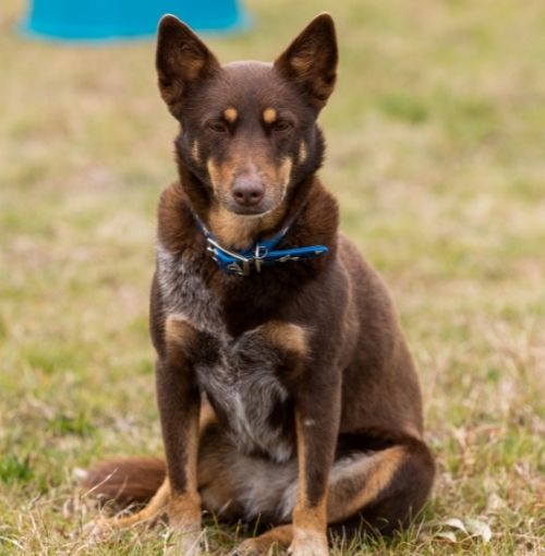 Canine Comprehension: Dog Assisted Learning Melbourne