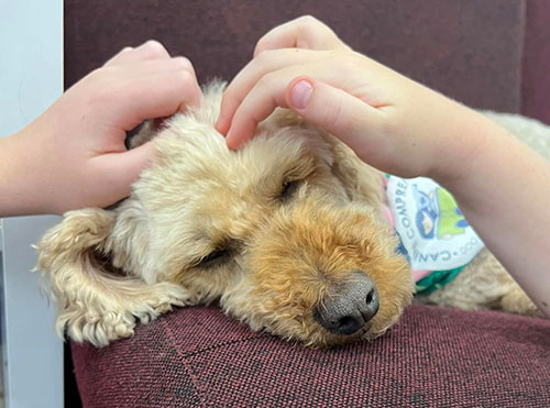 Mindfulness with family dog