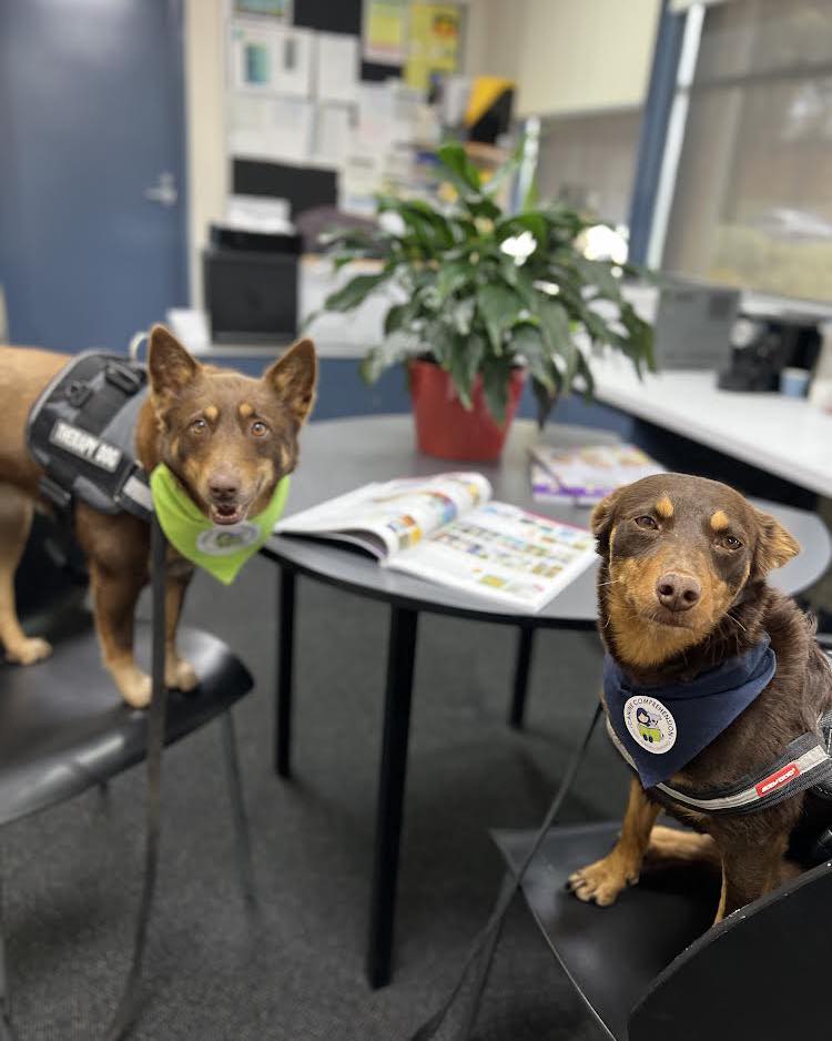 Canine Comprehension: Dog Assisted Learning Melbourne