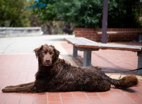 Canine Comprehension: Dog Assisted Learning Melbourne