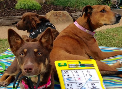 Canine Comprehension: Dog Assisted Learning Melbourne