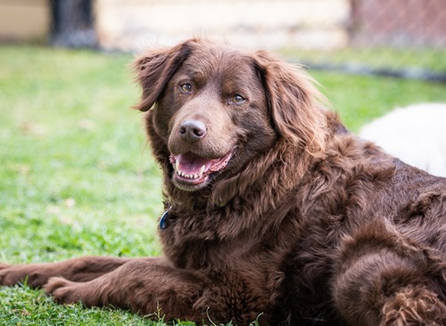 Canine Comprehension: Dog Assisted Learning Melbourne