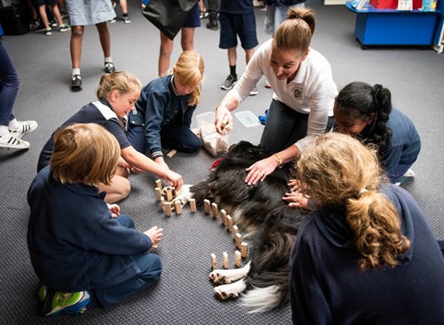 Canine Comprehension: Dog Assisted Learning Melbourne