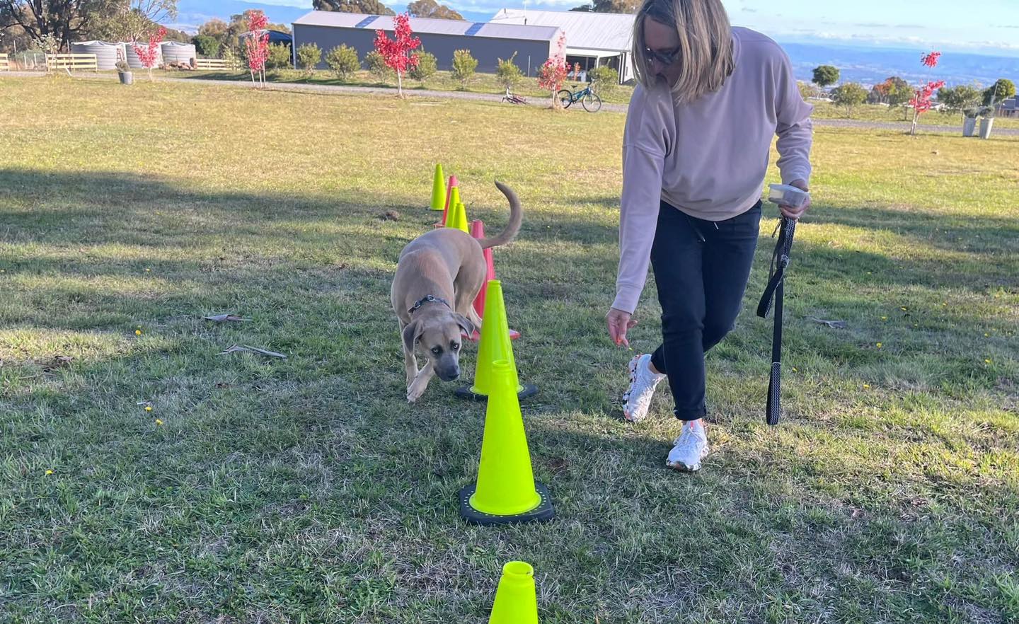 Canine Comprehension: Dog Assisted Learning Melbourne