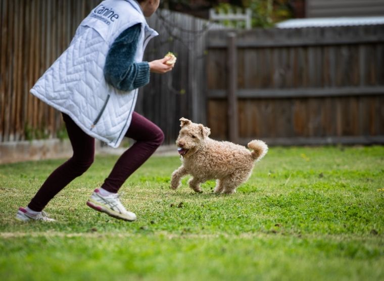 Canine Comprehension: Dog Assisted Learning Melbourne