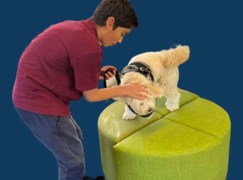 Canine Comprehension: Dog Assisted Learning Melbourne