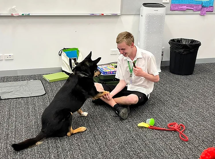 Canine Comprehension: Dog Assisted Learning Melbourne