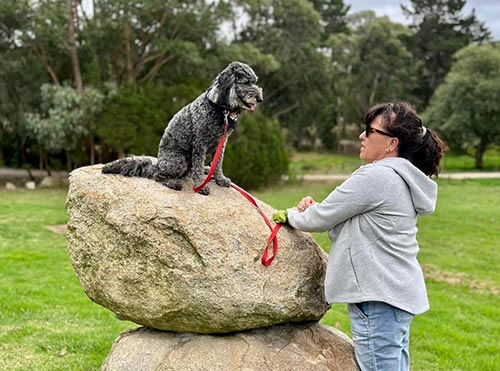 Canine Comprehension: Dog Assisted Learning Melbourne