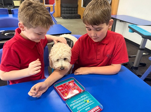 Canine Comprehension: Dog Assisted Learning Melbourne