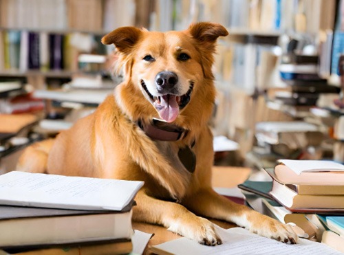 Canine Comprehension: Dog Assisted Learning Melbourne