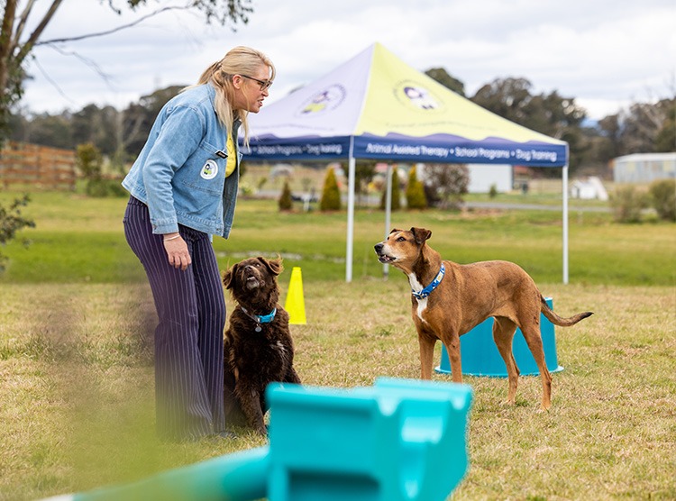 Canine Comprehension: Dog Assisted Learning Melbourne