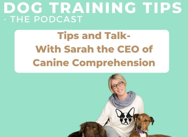 Canine Comprehension: Dog Assisted Learning Melbourne