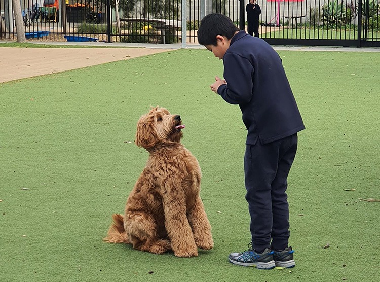 Canine Comprehension: Dog Assisted Learning Melbourne