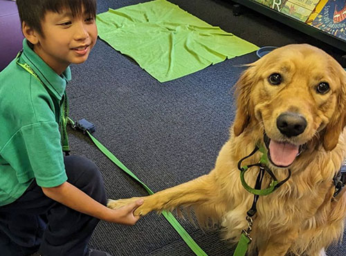 Canine Comprehension: the role of evaluation Dog Assisted Learning Melbourne