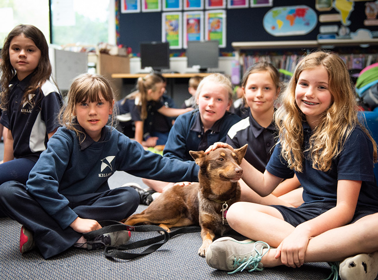 Canine Comprehension: Dog Assisted Learning Melbourne