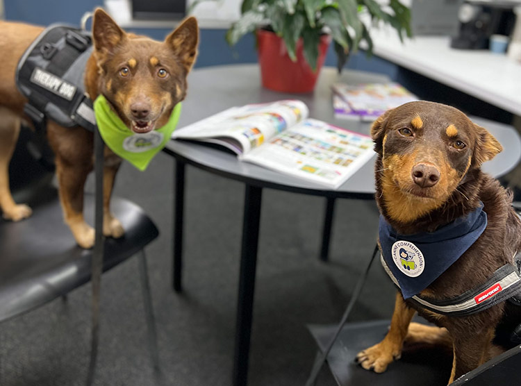 Canine Comprehension: Dog Assisted Learning Melbourne