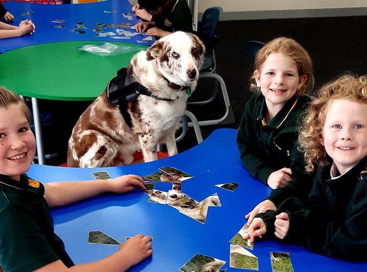 Canine Comprehension: Dog Assisted Learning Melbourne