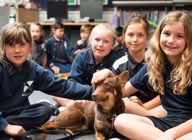 Canine Comprehension: Dog Assisted Learning Melbourne