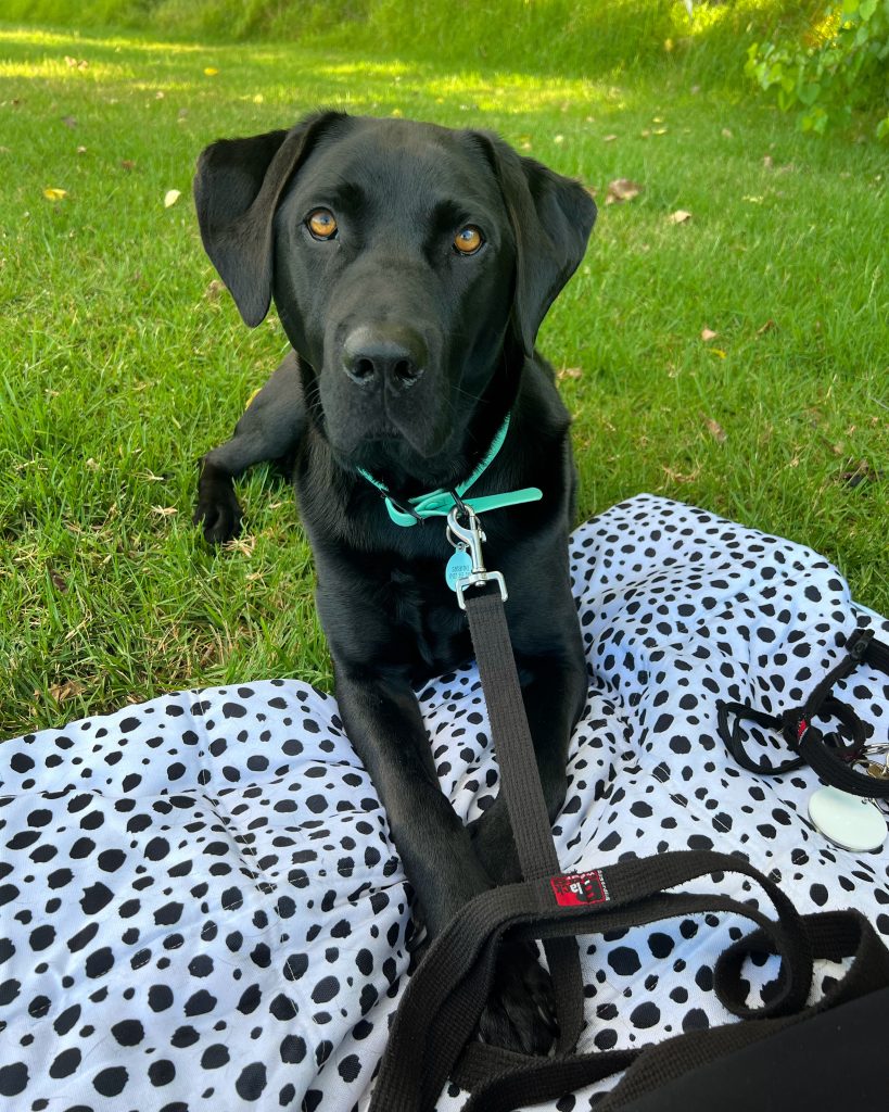 Cooper the Therapy Dog