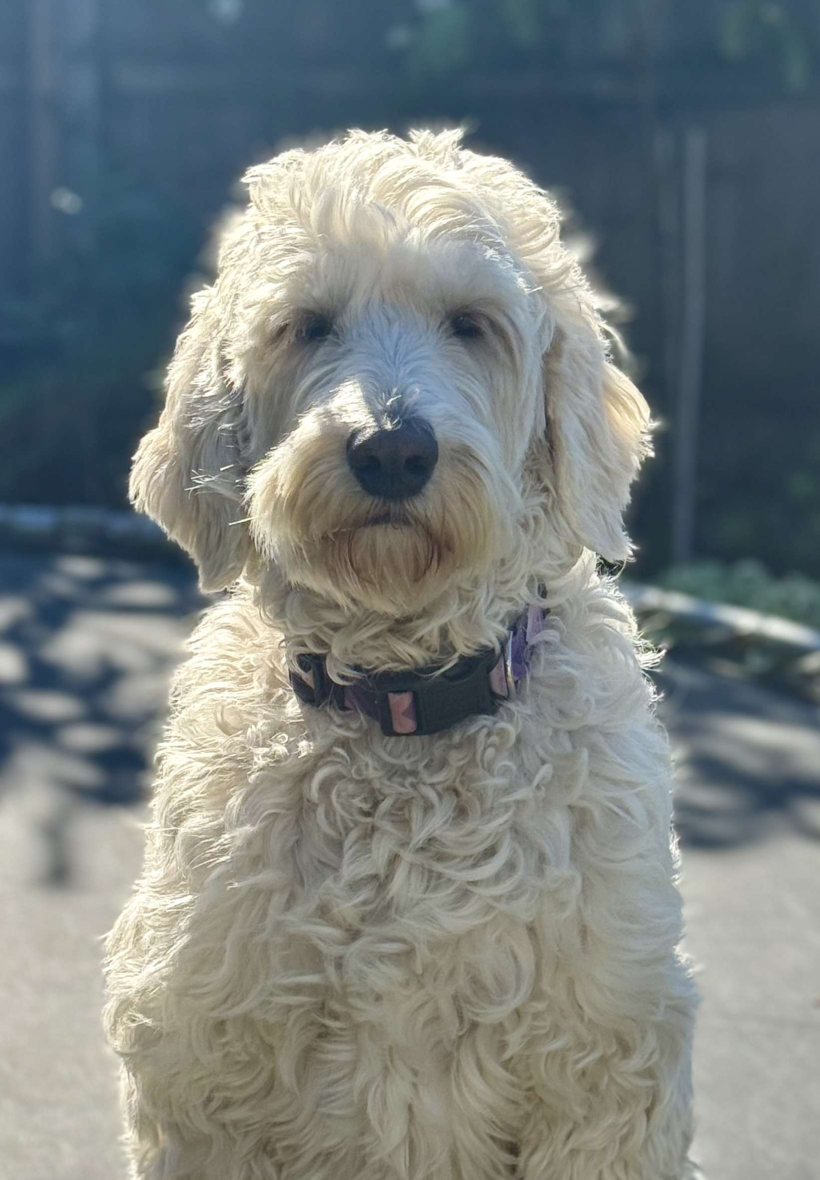 Canine Comprehension Therapy Dog Boo