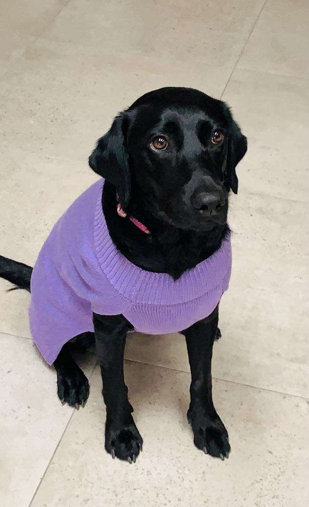 Therapy dog Harmony
