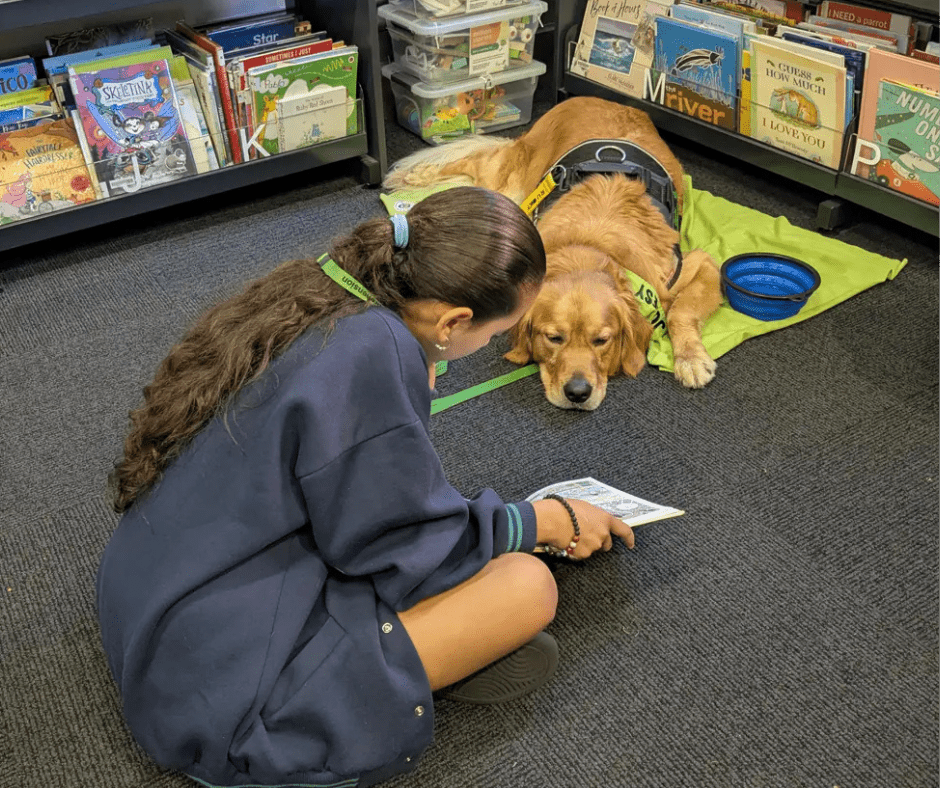 Canine Comprehension Dog in Library