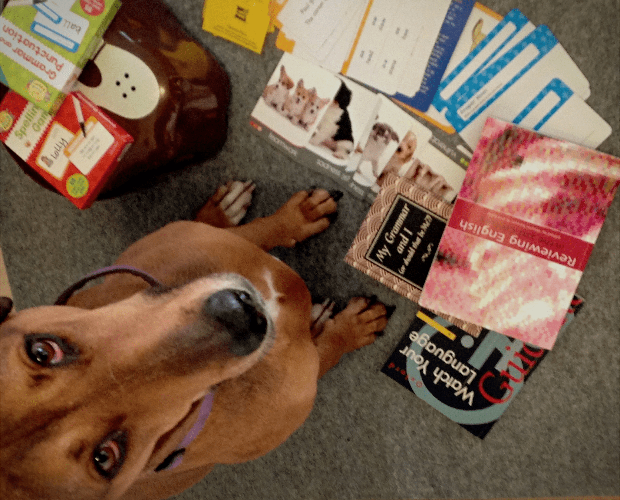 Minnie Research Canine Comprehensin dog