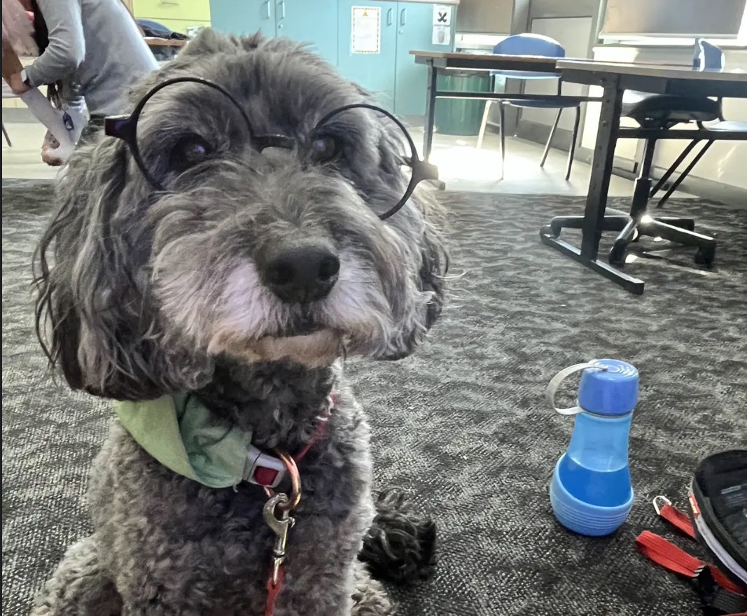 Canine Comprehension | School Programs