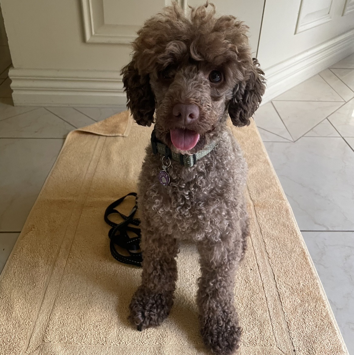 Ava | Canine Comprehension: Dog Assisted Learning Melbourne