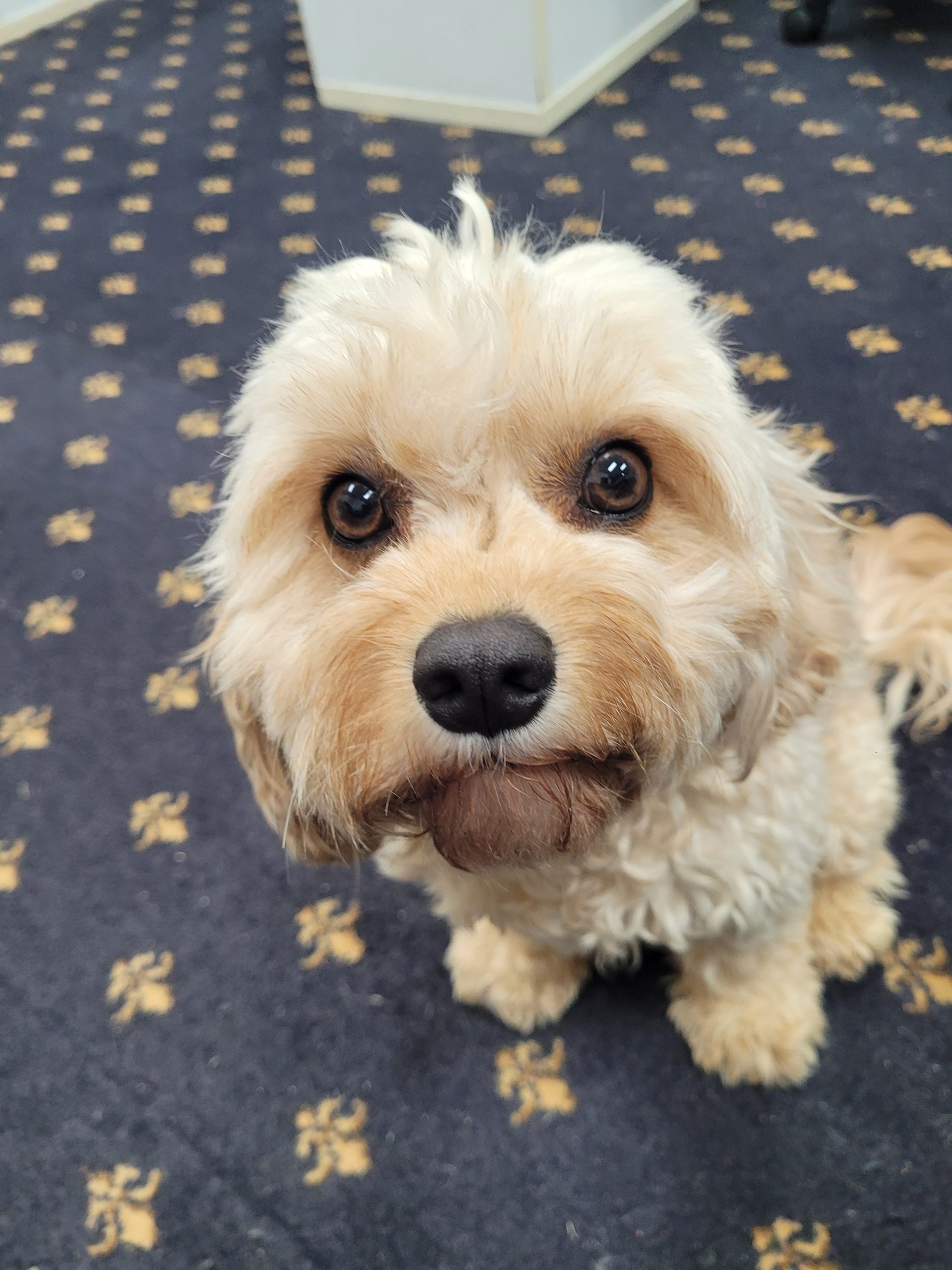 Lollipop. Canine Comprehension: Dog Assisted Learning Melbourne