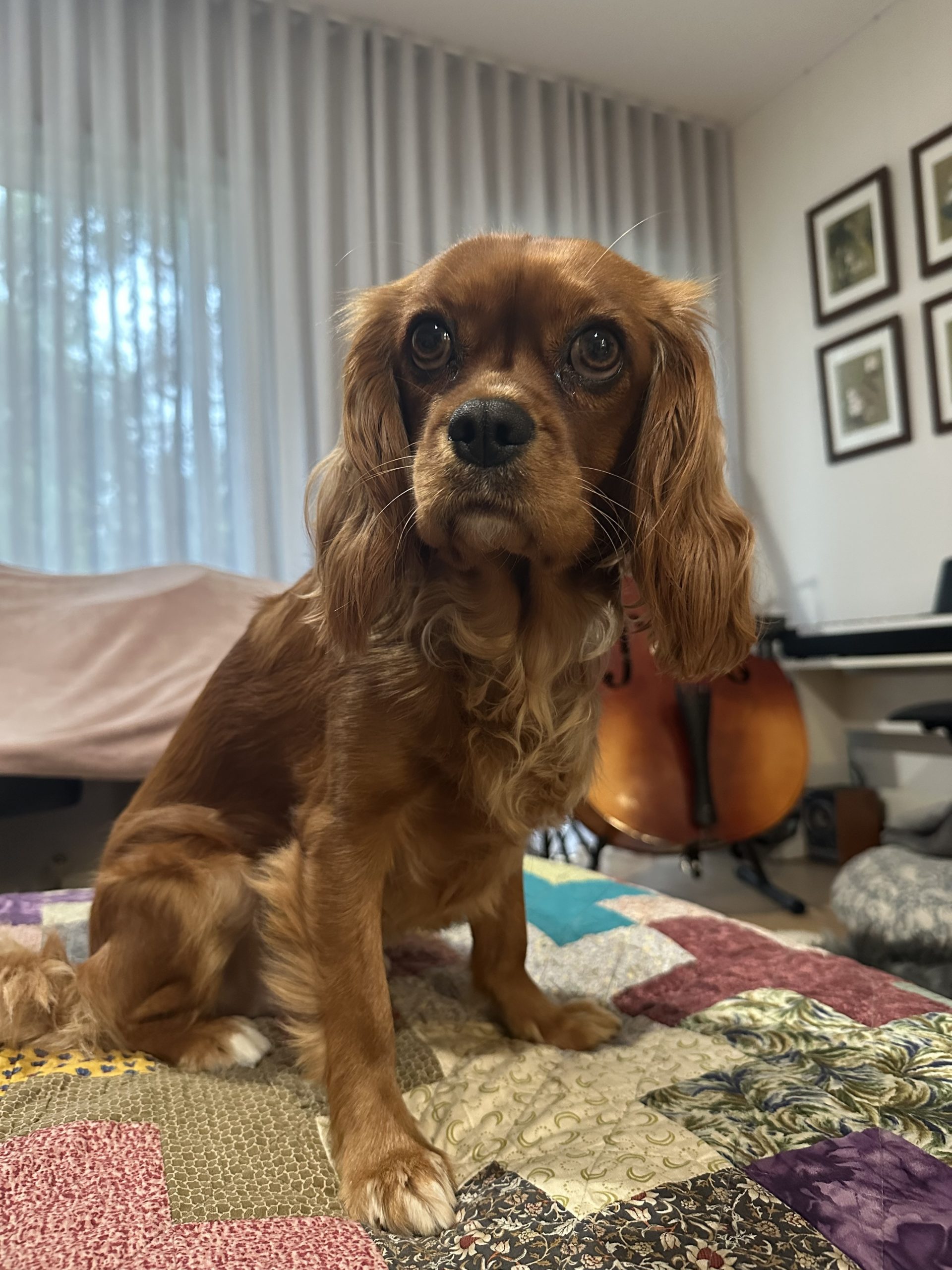 Peaches. Canine Comprehension: Dog Assisted Learning Melbourne