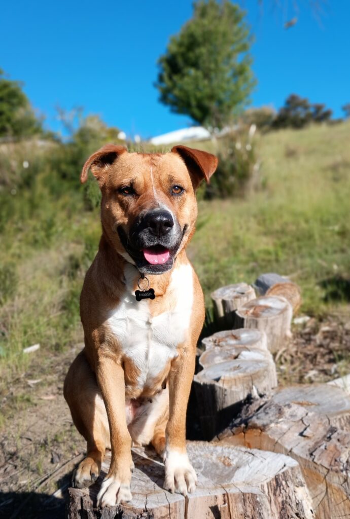 Maddie | Canine Comprehension: Dog Assisted Learning Melbourne